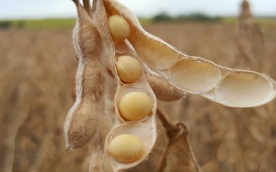 Nutrição para a soja: entenda a importância