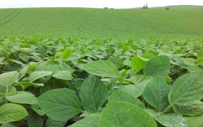 Adubo para soja: entenda como funciona a adubação foliar