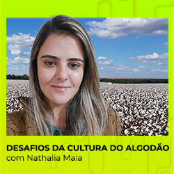 Desafios da cultura do algodão