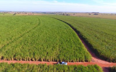 Manejo reduz a erradicação de cultivares de cana-de-açúcar