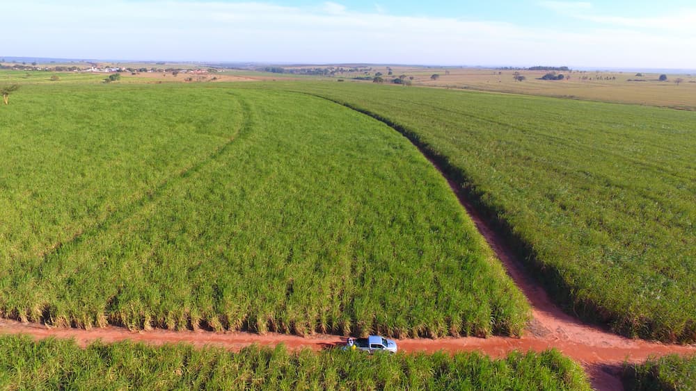 Manejo reduz a erradicação de cultivares de cana-de-açúcar