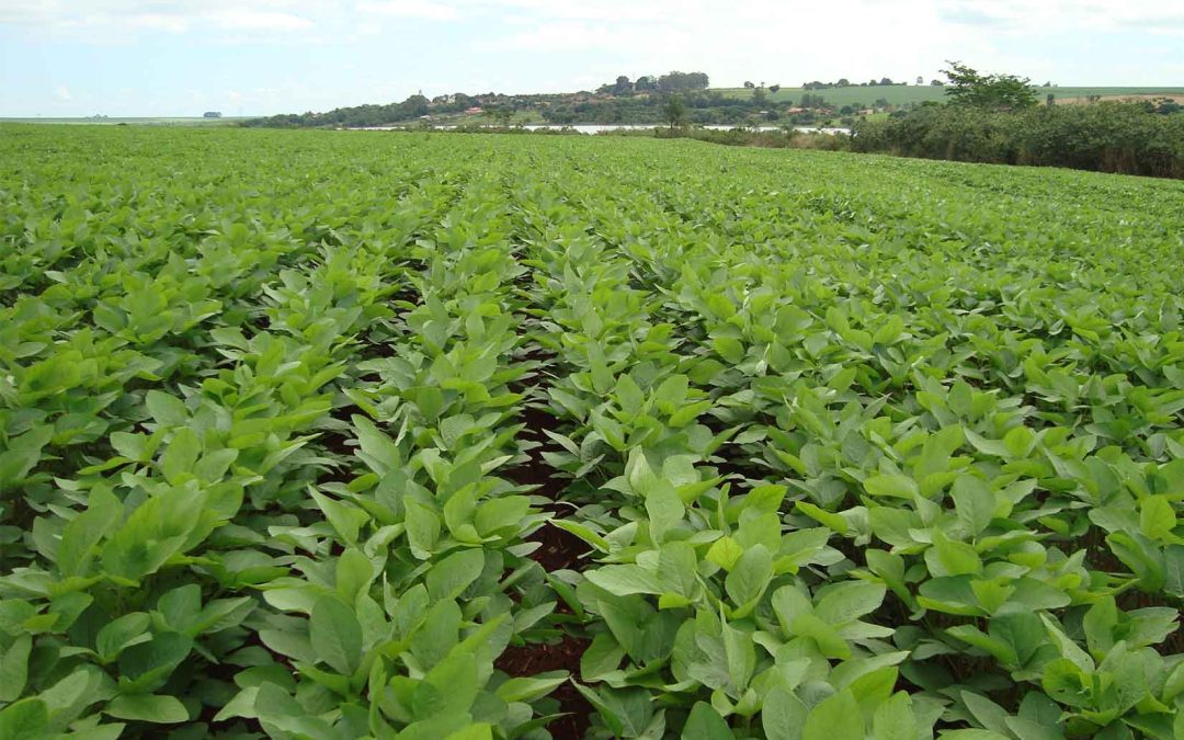 Quais fatores influenciam o desenvolvimento da soja