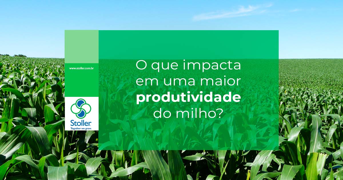 O que impacta em uma maior produtividade no milho?