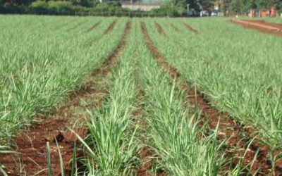 Saiba Qual É o Papel dos Hormônios na Produtividade Vegetal