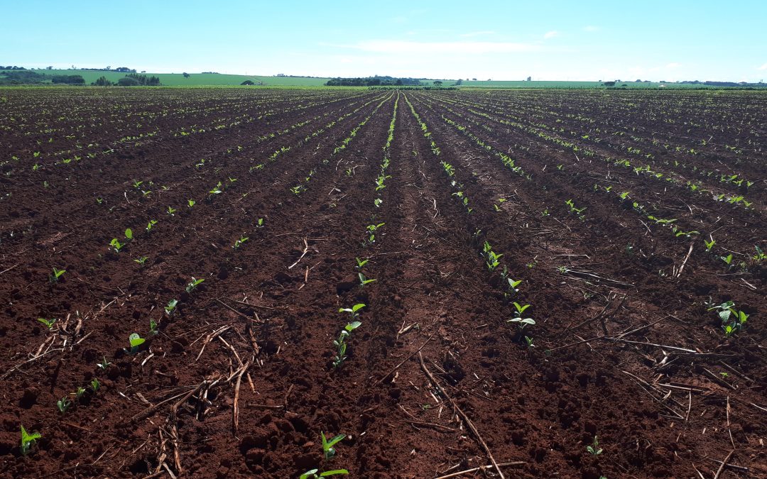 Como o adubo NPK favorece o desenvolvimento das plantas?