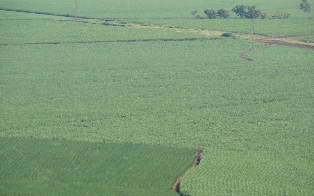 Fertilizante Foliar: O que é e Como Aplicar