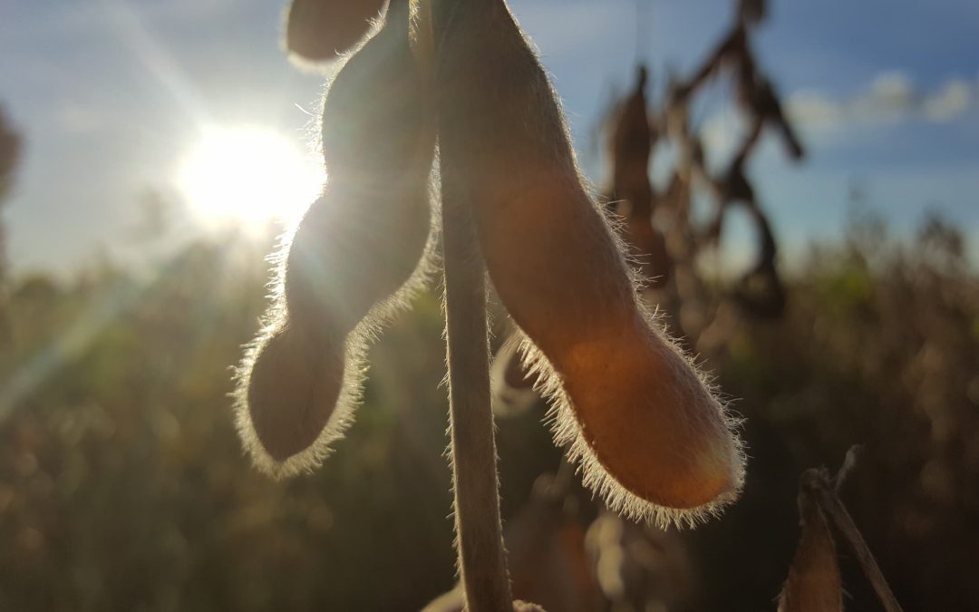 Estratégias para alcançar o equilíbrio hormonal nas plantas em condições adversas