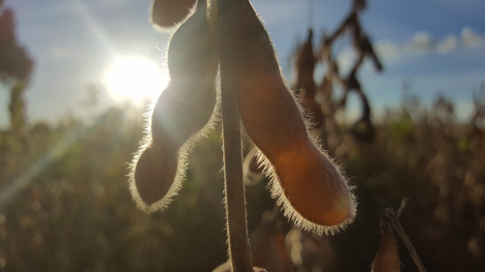 Estratégias para alcançar o equilíbrio hormonal nas plantas em condições adversas
