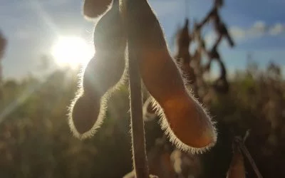 Estratégias para alcançar o equilíbrio hormonal nas plantas em condições adversas