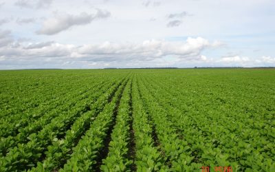 Equilíbrio hormonal na soja: por que é essencial para a produtividade da cultura?