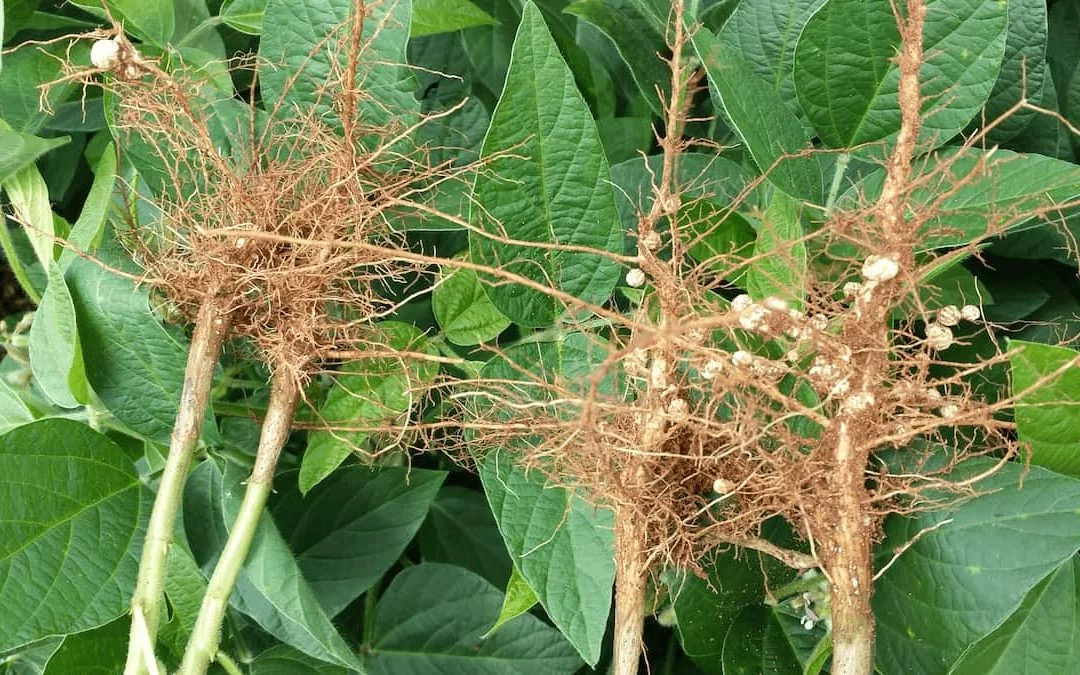 Bradyrhizobium: Seu Aliado Para Produtividade da Soja