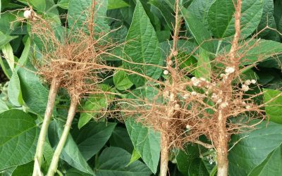 Bradyrhizobium: Seu Aliado Para Produtividade da Soja