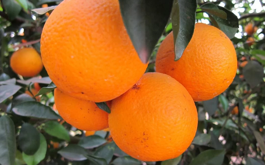 Como melhorar a produção de citros — Estratégias para aumentar a qualidade dos frutos