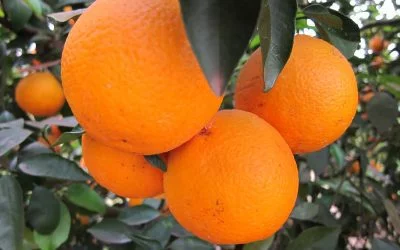 Como melhorar a produção de citros — Estratégias para aumentar a qualidade dos frutos