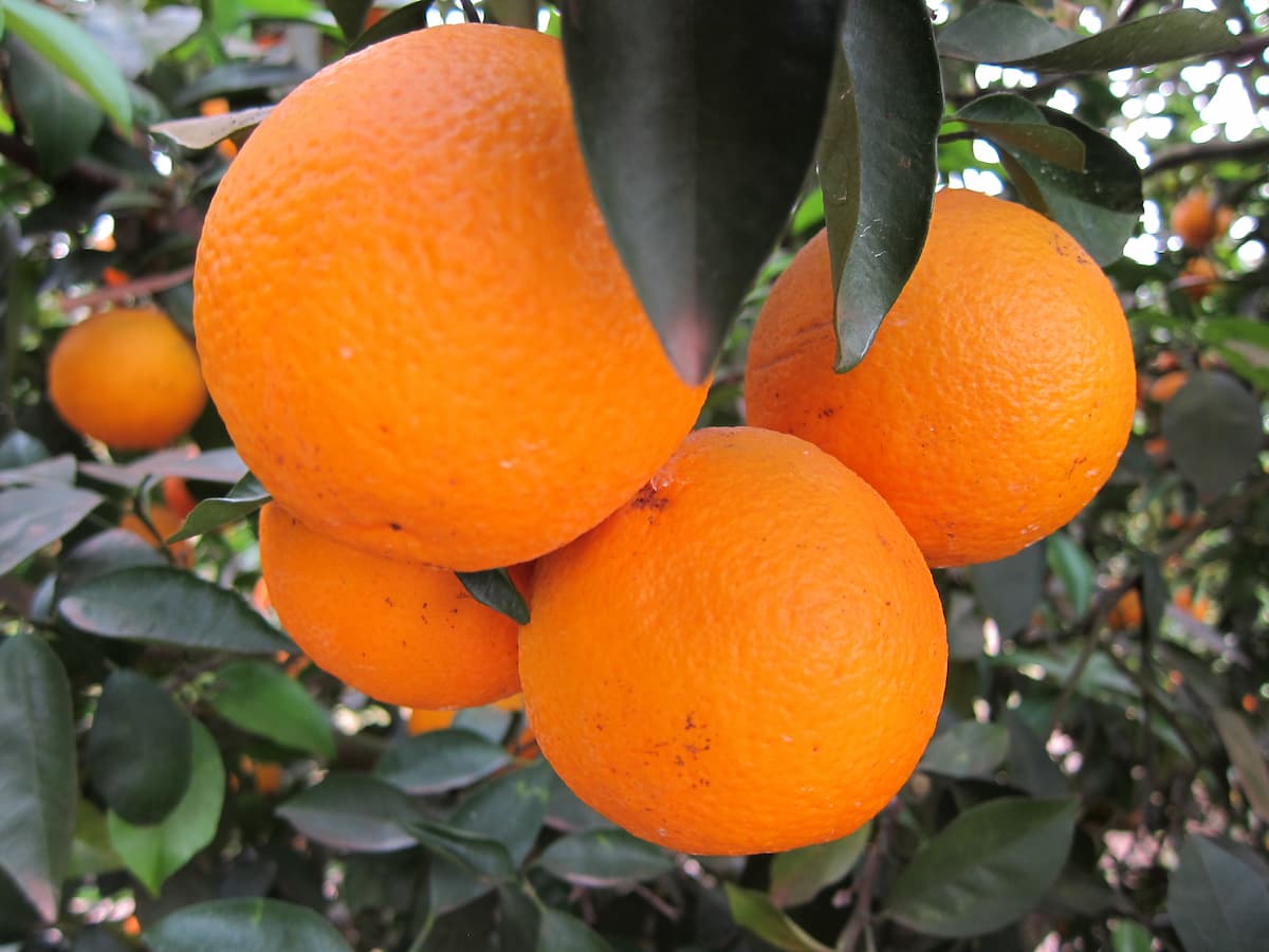 Como melhorar a produção de citros — Estratégias para aumentar a qualidade dos frutos