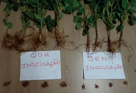 Comparação entre soja inoculada e não inoculada com Bradyrhizobium