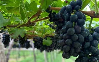 Quais os tipos de uva? Conheça os Principais e Como Cultivá-las