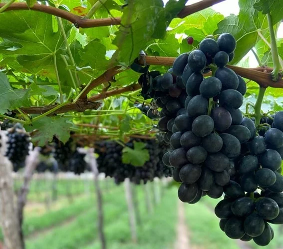 Quais os tipos de uva? Conheça os Principais e Como Cultivá-las