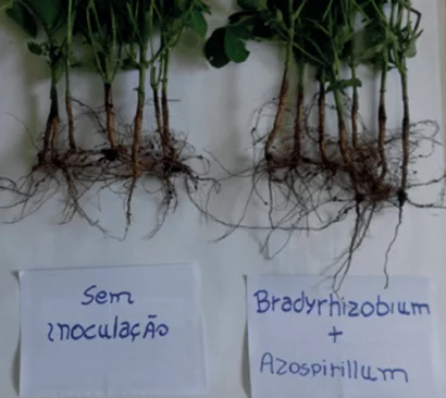 Aspecto das raízes de soja sem inoculação, e coinoculada com Bradyrhizobium + Azospirillum.