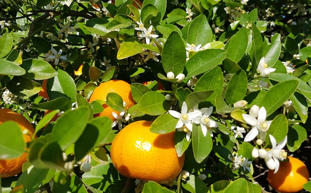 Citrus