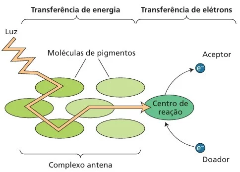 Conceito básico da transferência de energia durante a fotossíntese