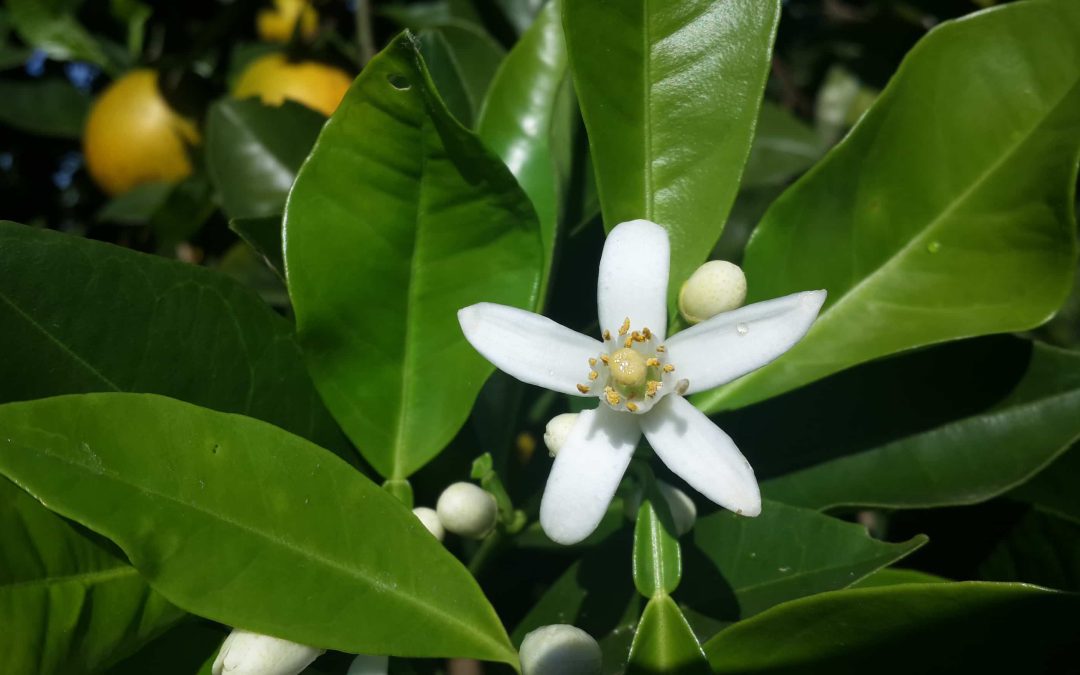 Quais Nutrientes Não Podem Faltar no Florescimento do Citrus?