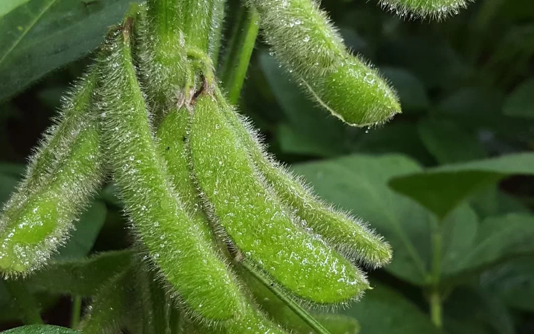 Como Melhorar a Performance das Plantas com Produtos Biológicos?