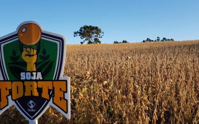 Como Produtores de Soja do Oeste do Paraná Superaram a Seca?