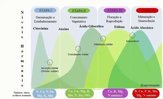 Níveis Hormonais da planta