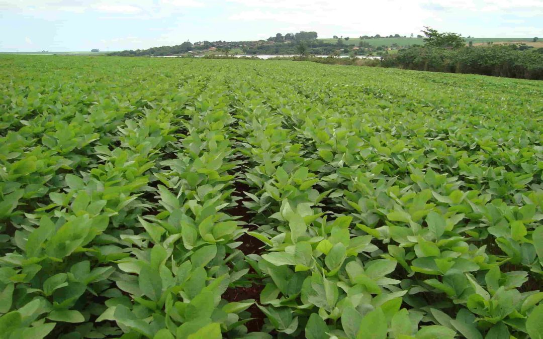 Nutrição de Plantas: Guia para ter plantas mais eficientes