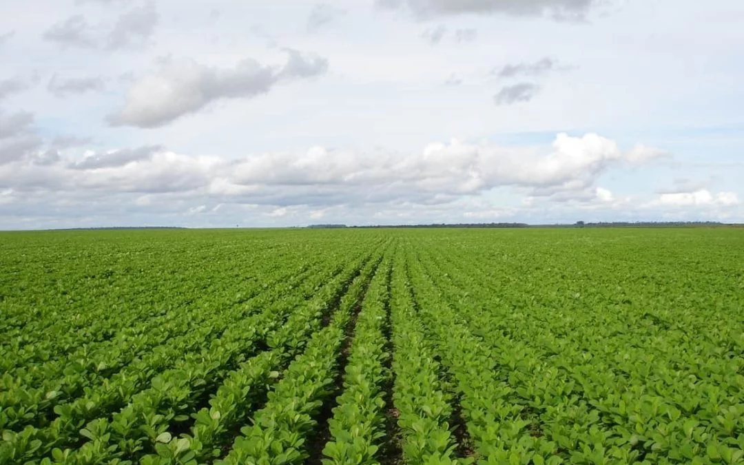 Produtos Biológicos: O Que São e Por Que Estão Transformando a Agricultura