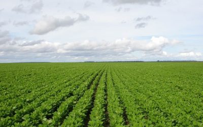 Produtos Biológicos: O Que São e Por Que Estão Transformando a Agricultura
