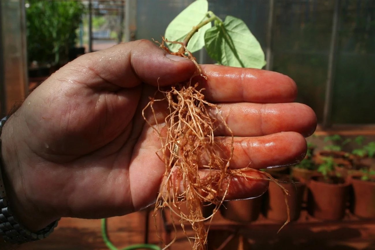Raíz de soja com sintomas causados por nematoides
