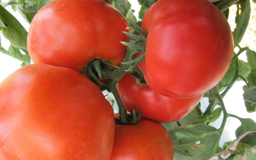 Tomate: Tipos, Cultivo e Manejo para Alta Performance