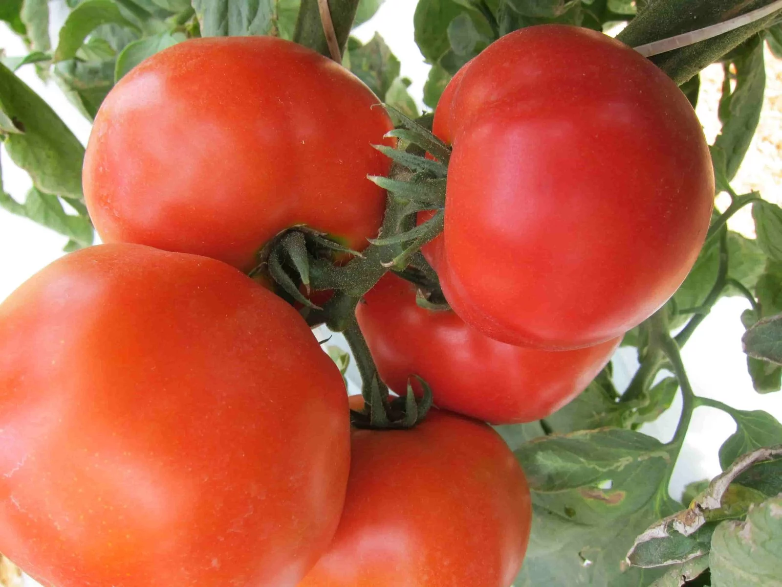 Tomate Tipos, Cultivo e Manejo para Alta Performance