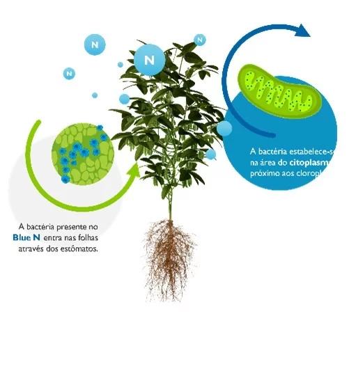 Bacteria do BlueN nas folhas da soja