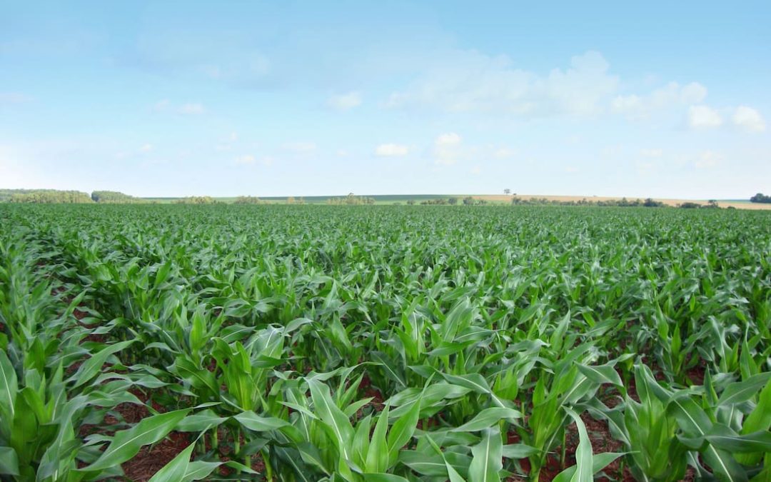Como o Grupo Fertiterra Aumentou a Produtividade do Milho em 36%
