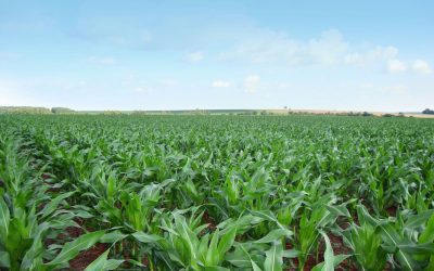 Como o Grupo Fertiterra Aumentou a Produtividade do Milho em 36%