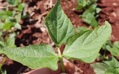 Ciclo da Soja: o que acontece dentro da planta