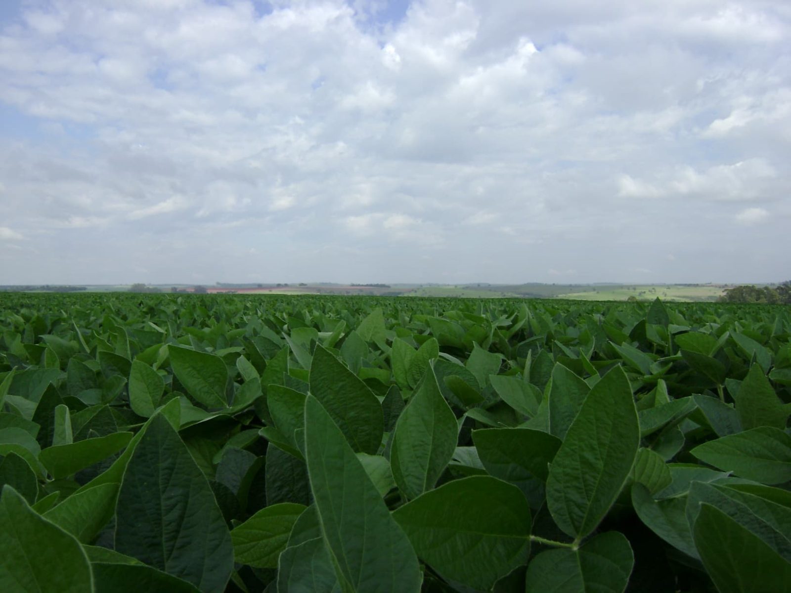 Fisiologia vegetal a chave para uma soja mais produtiva e resiliente