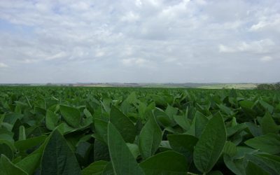 Fisiologia vegetal: a chave para uma soja mais produtiva e resiliente